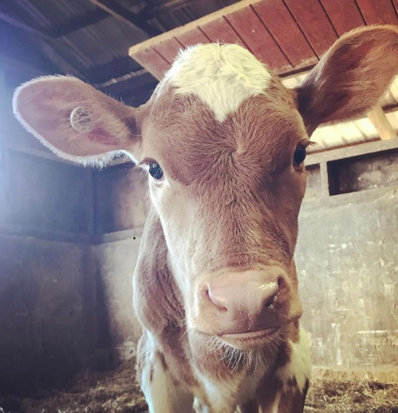 brown calf