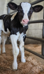 new calf in pen
