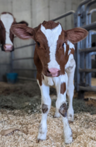 new born calf with mom