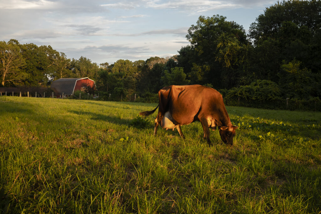 Grazing Cow