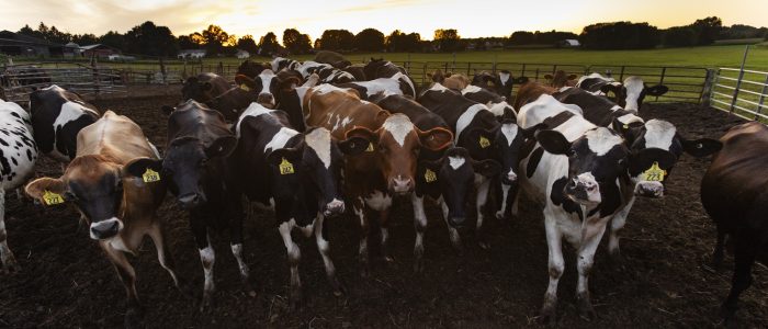 This image shows cows in an open field